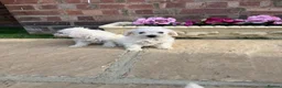 Westiepoo dogs for sale: Westie-poos  in Middlesbrough - Advert 6