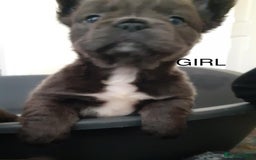 French Bulldog dogs for sale: French bulldog for sale  - Image 9