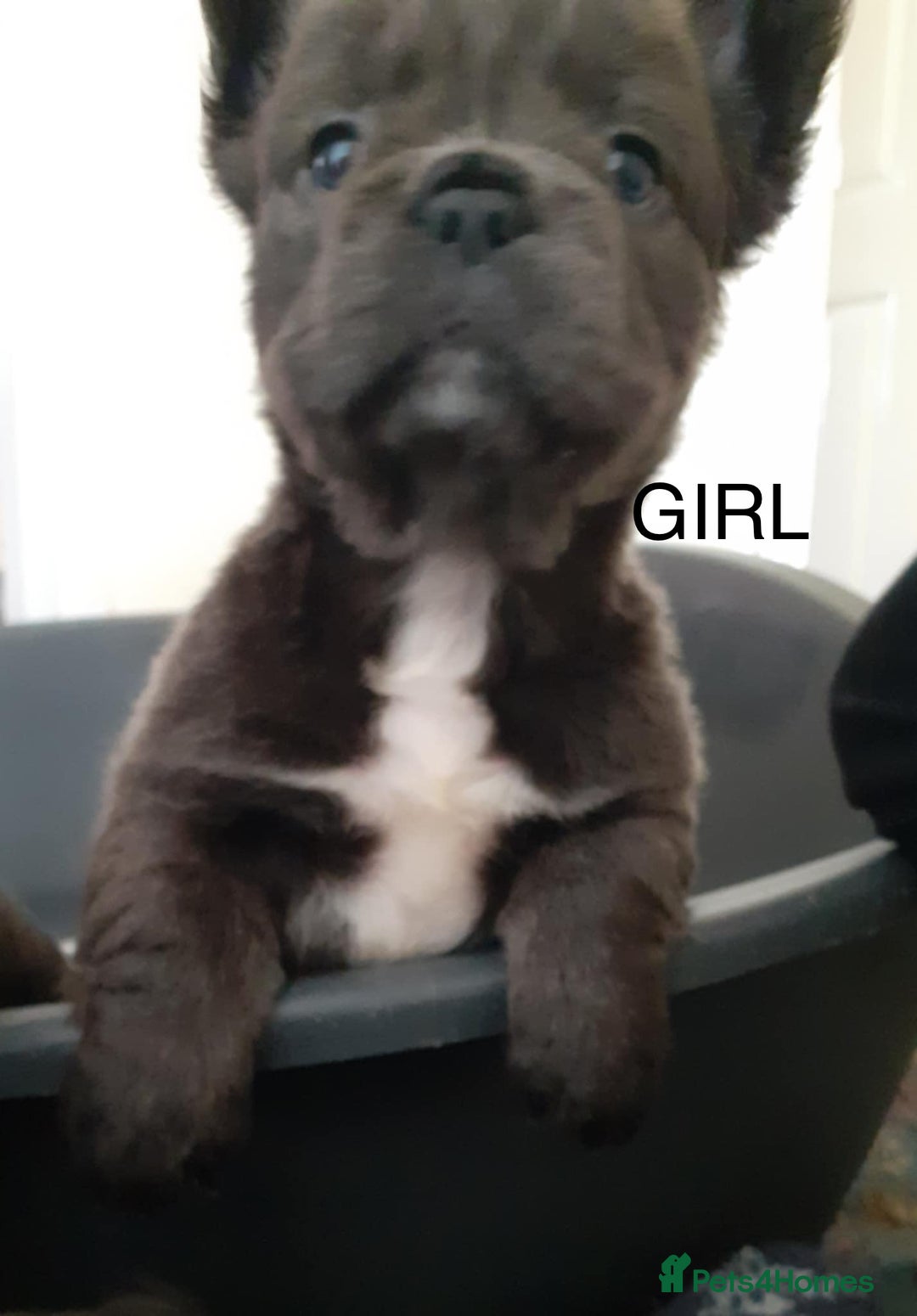 French Bulldog dogs for sale: French bulldog for sale  - Image 9