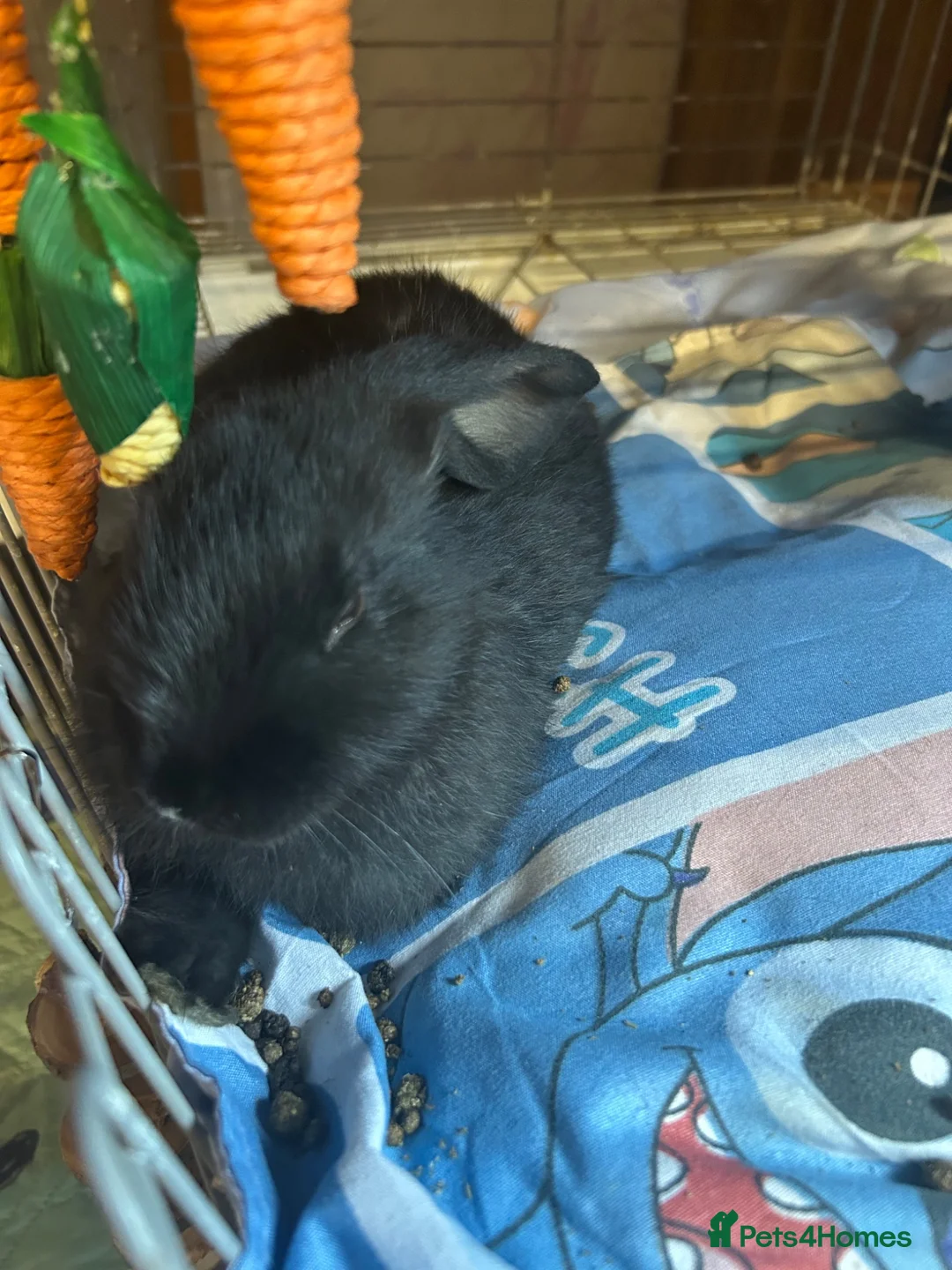 Mixed Breed rabbits for sale: Gorgeous friendly baby rabbits - Advert 2