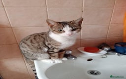 British Shorthair cats for sale: aleta - Image 3