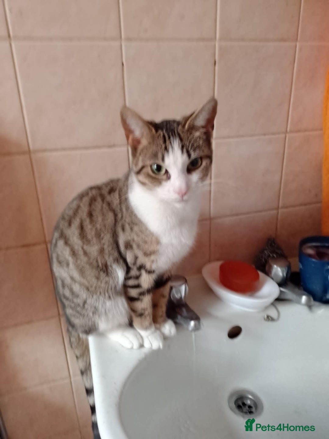 British Shorthair cats for sale: aleta - Image 3