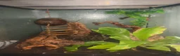 Gecko reptiles for sale: 4 Year Old Female Crested Gecko  in Peterborough - Advert 11