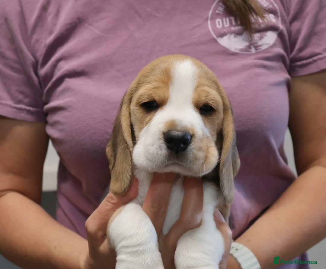 Beagle dogs for sale: Adorable Male & Female Beagle Puppies  - Image 3