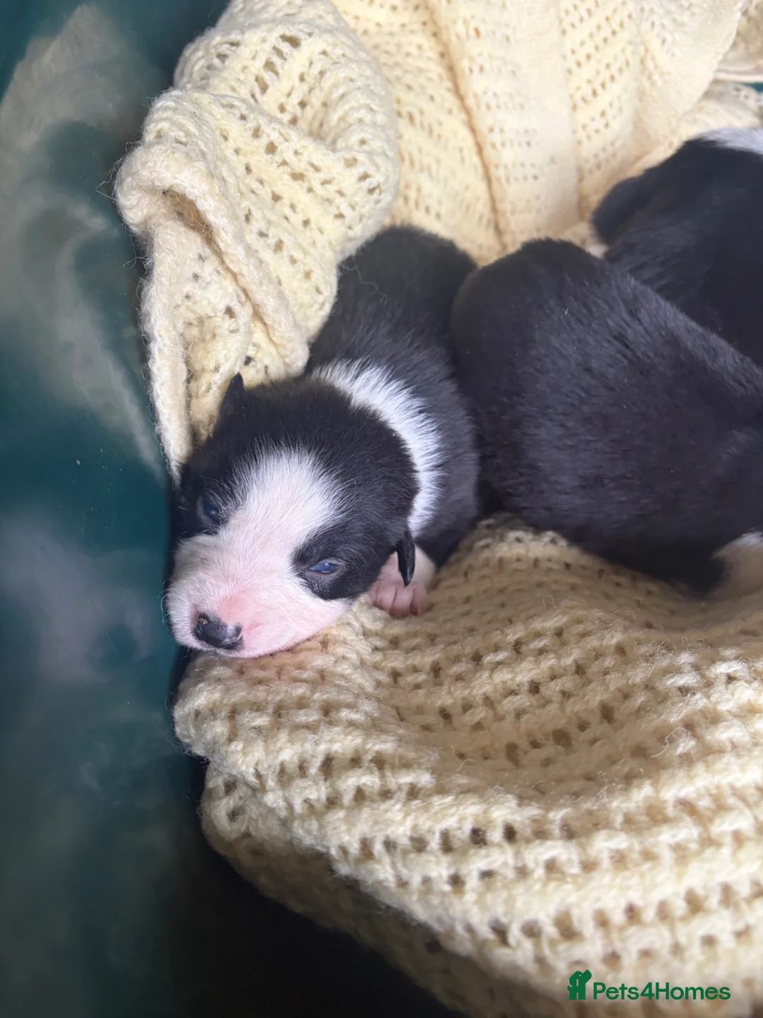 Border Collie dogs for sale: 10 border collie pups  in Corwen - Advert 2