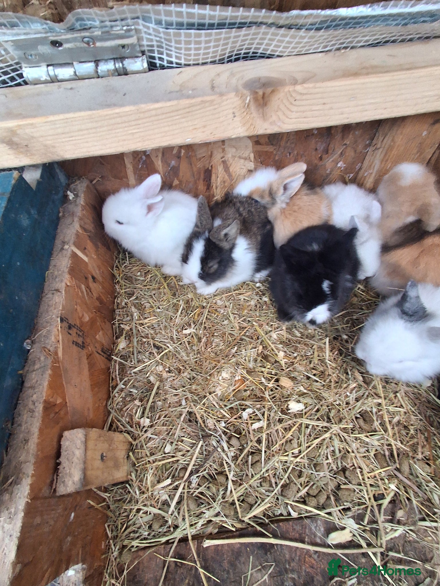 Lionhead rabbits Lionhead Baby Rabbits 🐰 - Advert 17