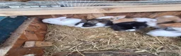 Lionhead rabbits for sale: Lionhead Baby Rabbits 🐰 - Advert 1
