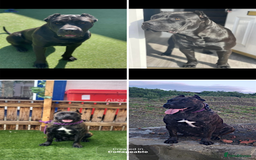 Presa Canario dogs for sale: Presa canario female  - Image 8