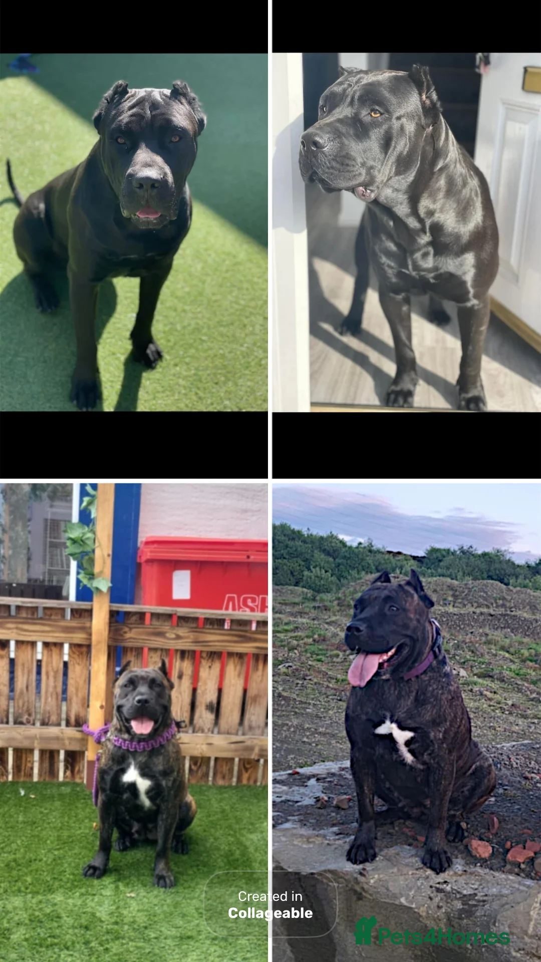 Presa Canario dogs for sale: Presa canario female  - Advert 8