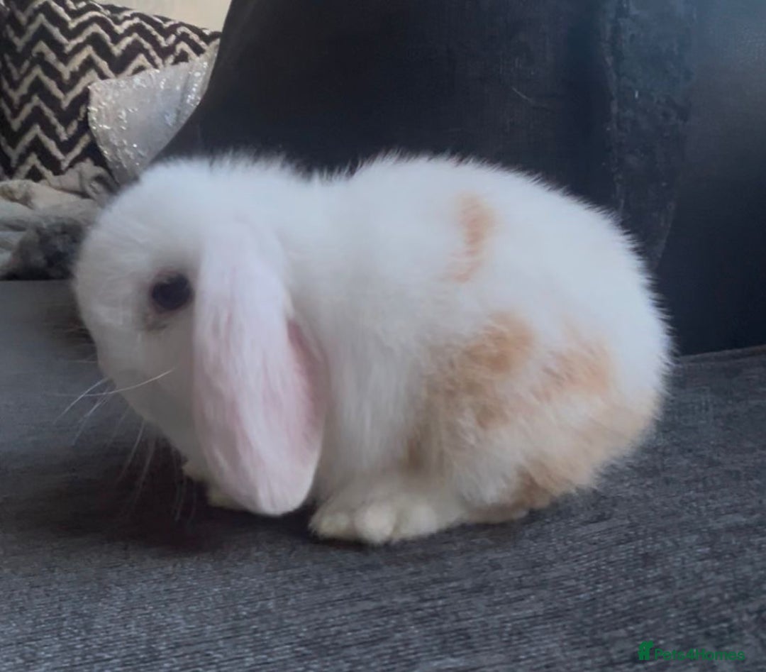 Mini Lop rabbits for sale: READY NOW Beautiful mini lop babies  - Advert 3
