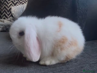 Mini Lop rabbits Beautiful mini lop babies ready now - Advert 2