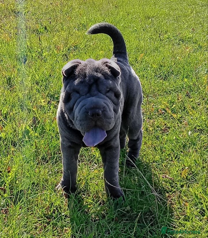 Shar Pei dogs Blue Shar Pei 12months Female - Advert 11