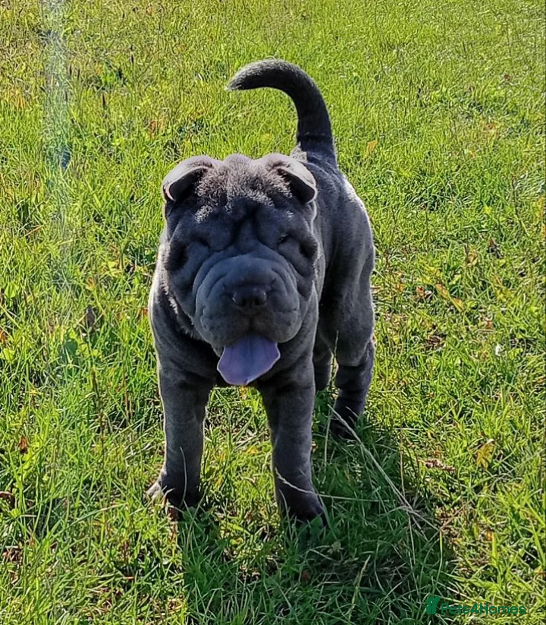 Shar Pei dogs for sale: Blue Shar Pei 12months Female - Advert 1