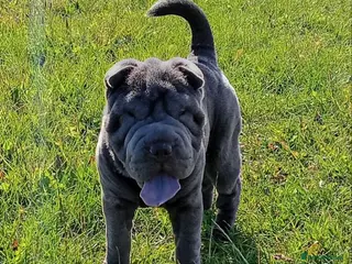 Shar Pei dogs Blue Shar Pei 12months Female - Advert 11