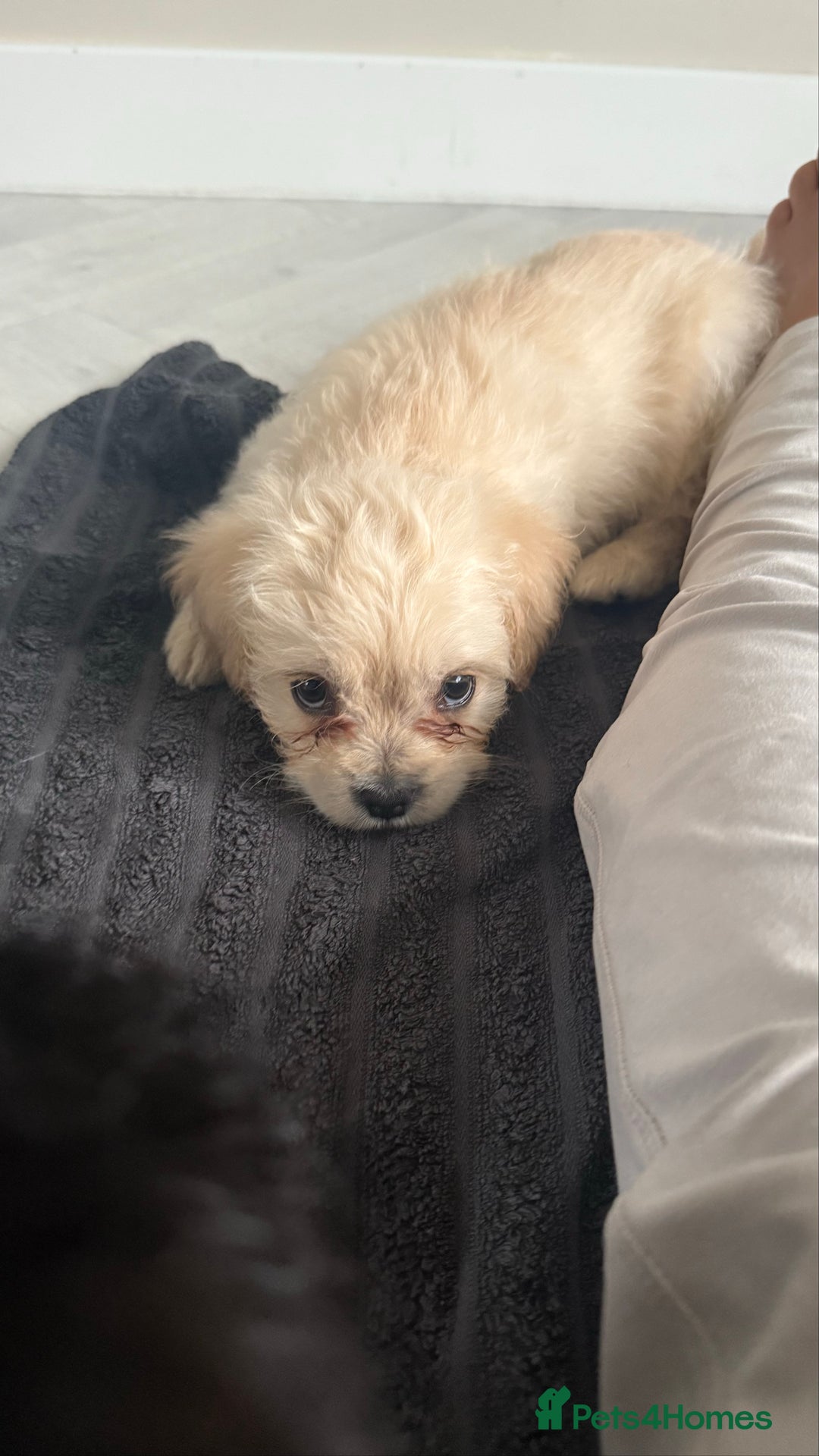 Mixed Breed dogs for sale: 6 fluffy frenchie cross puppies - Image 8