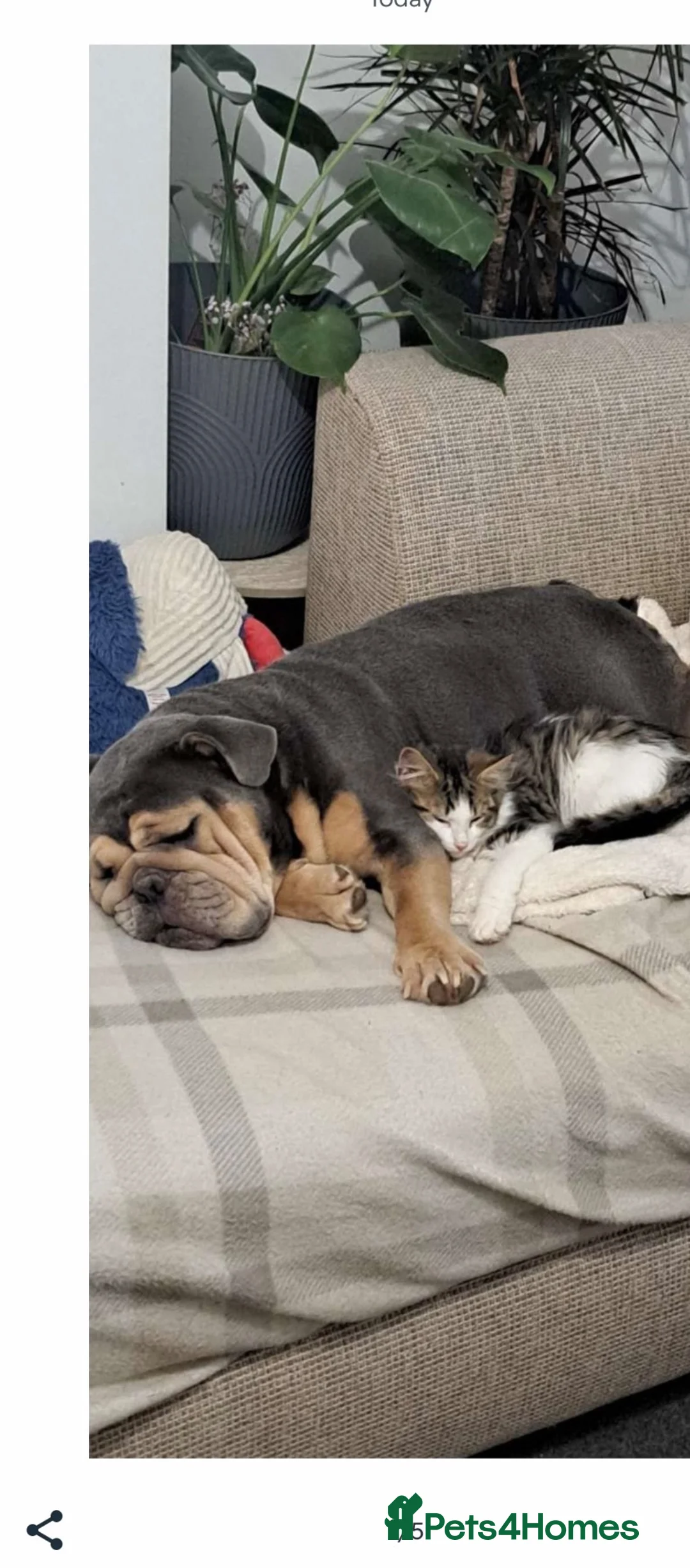 English Bulldog dogs for sale: Blue tri English bulldog female - Advert 2