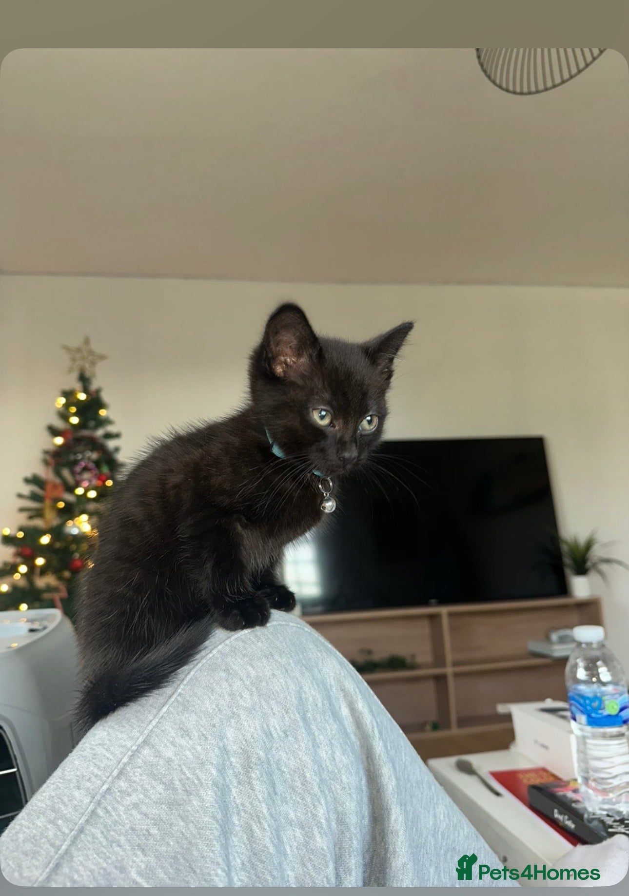 Mixed Breed cats Last Male kitten  - Advert 1