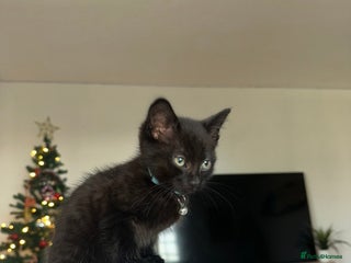 Mixed Breed cats Last Male kitten - Advert 1