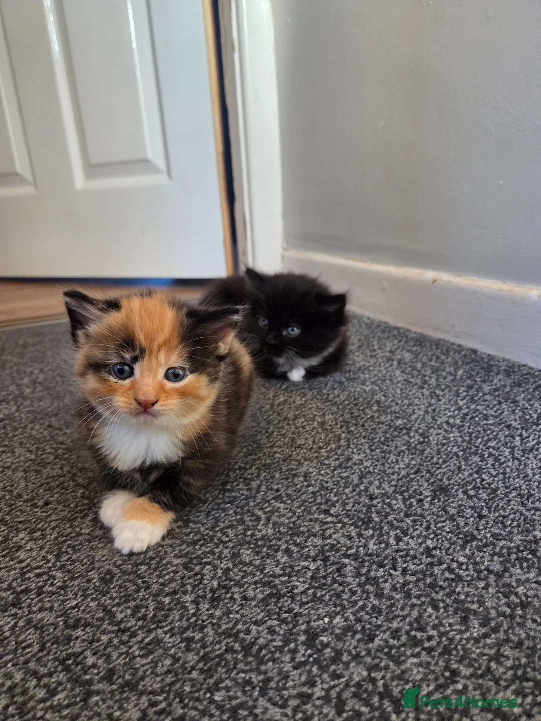 Mixed Breed cats for sale: 3 kittens mixed breed  in Lincoln - Advert 8
