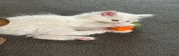Mixed Breed cats for sale: Mixed breed Turkish Angora (mum) kittens  - Advert 16