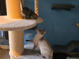 Savannah cats - Advert 2