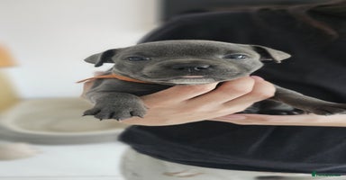 Staffordshire Bull Terrier dogs - Advert 14