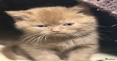 British Shorthair cats - Advert 14