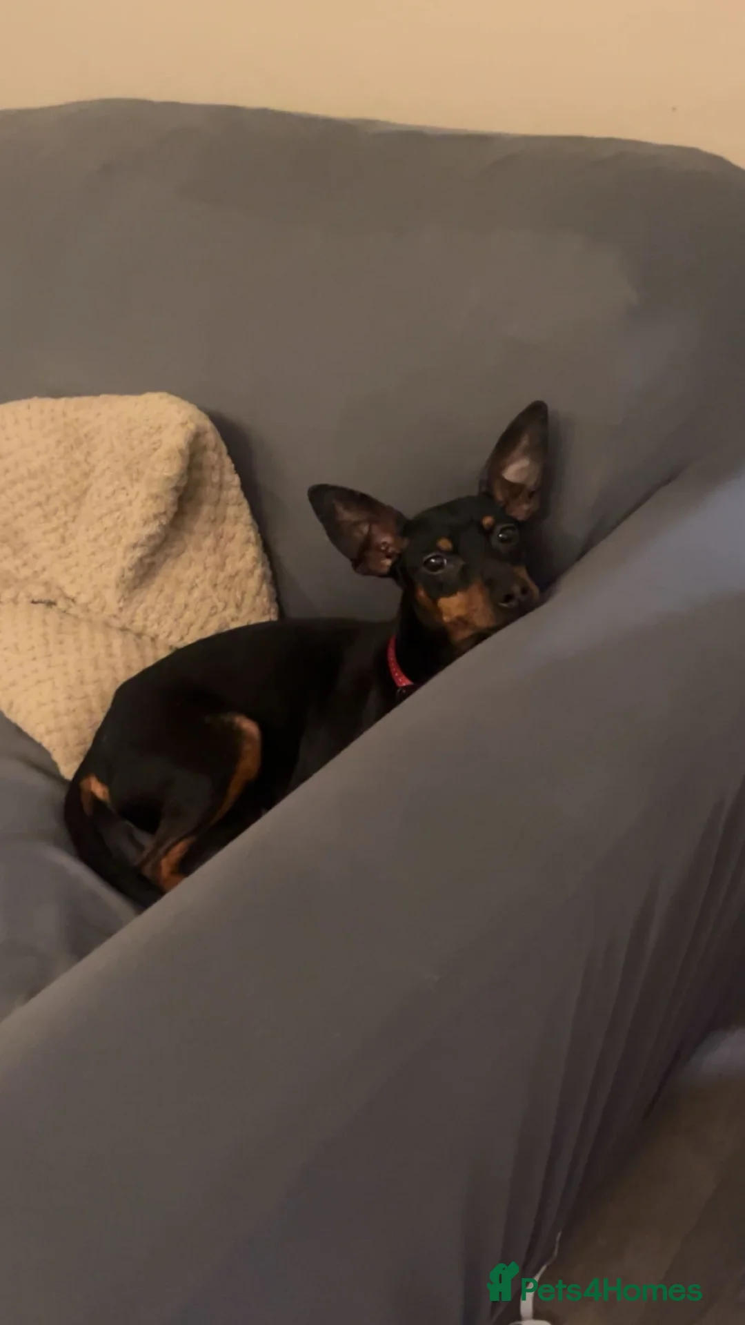 Miniature Pinscher dogs for sale: Lotty in Leeds - Advert 2