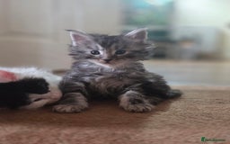 Maine Coon cats for sale: Variety of Maine coon kittens - Image 22