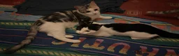 Domestic Shorthair cats for sale: 5 Beautiful Kittens - Advert 12