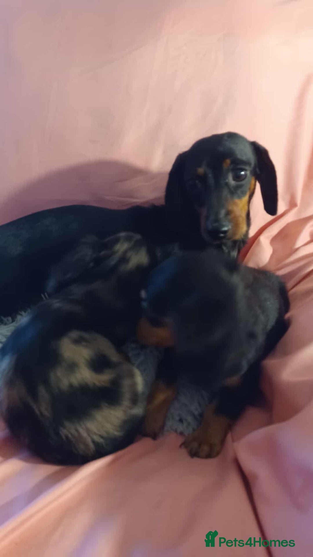 Dachshund dogs for sale: Dachshund puppies  - Advert 2