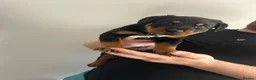 Rottweiler dogs for sale: 2 big male puppies  - Advert 9