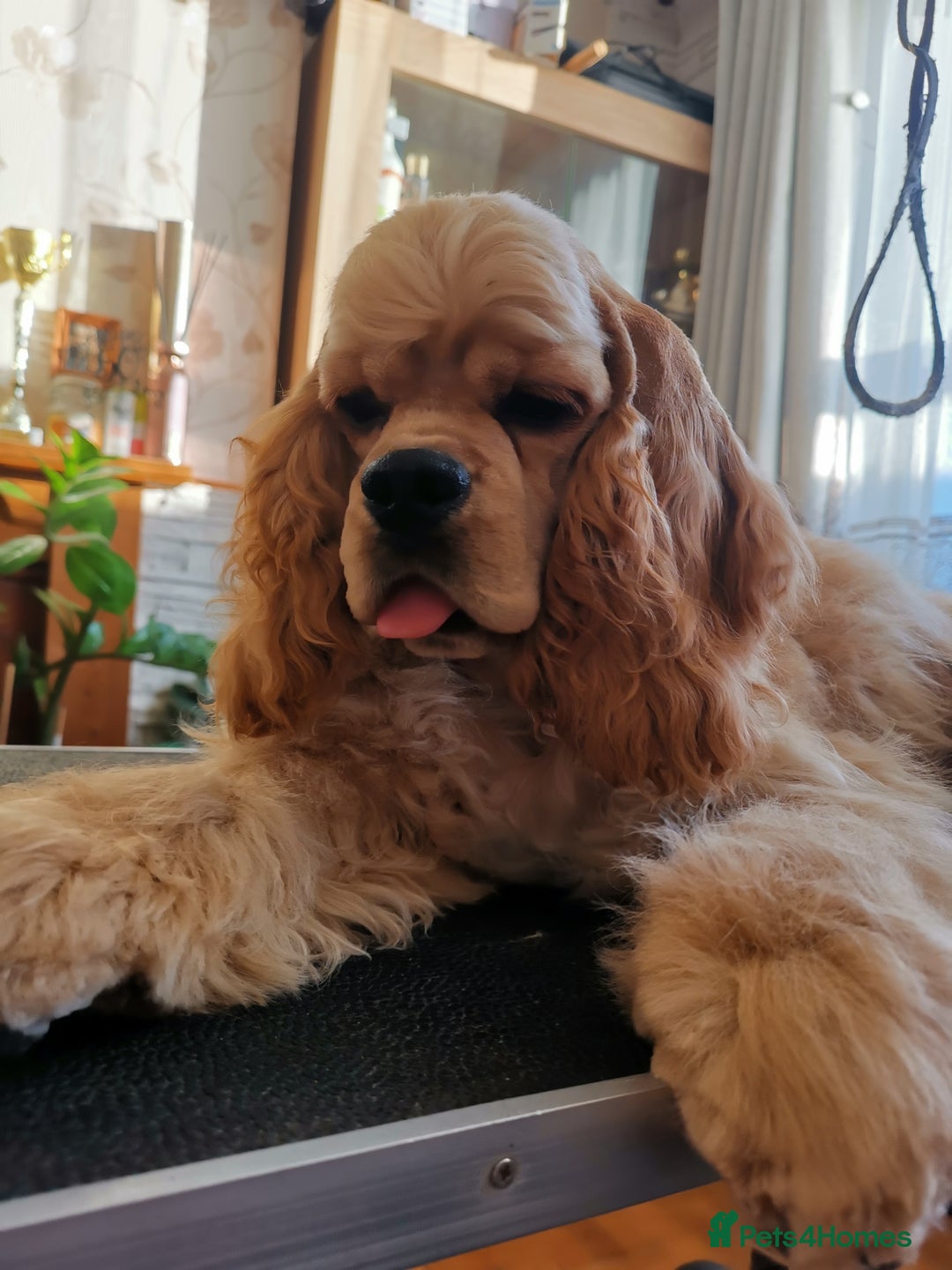 Short Hair Cocker Spaniel Coat Type Long Hair Golden Cocker