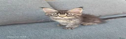 Maine Coon cats for sale: Licensed breeder-maine coon  - Advert 19