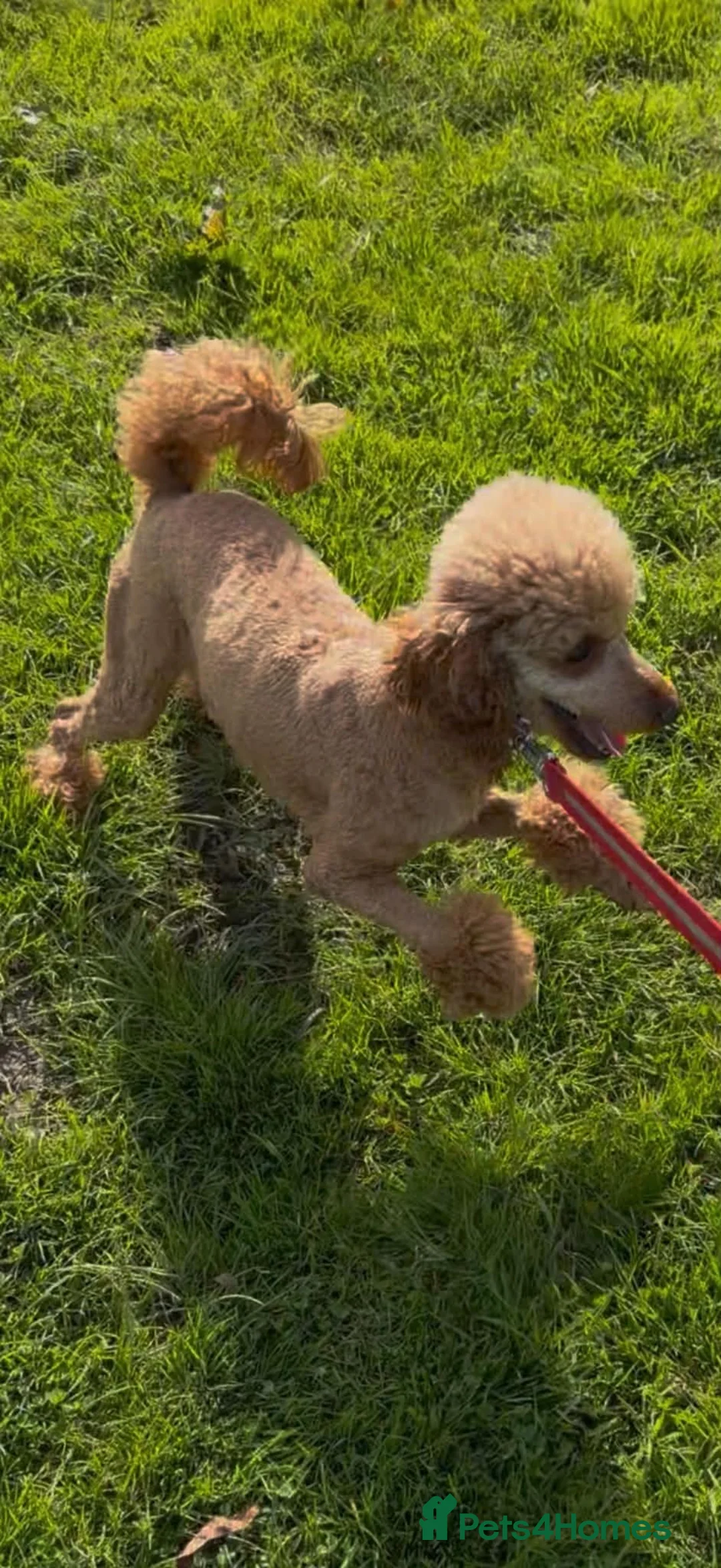 Cockapoo dogs for sale: Cockapoo Pups - Advert 10