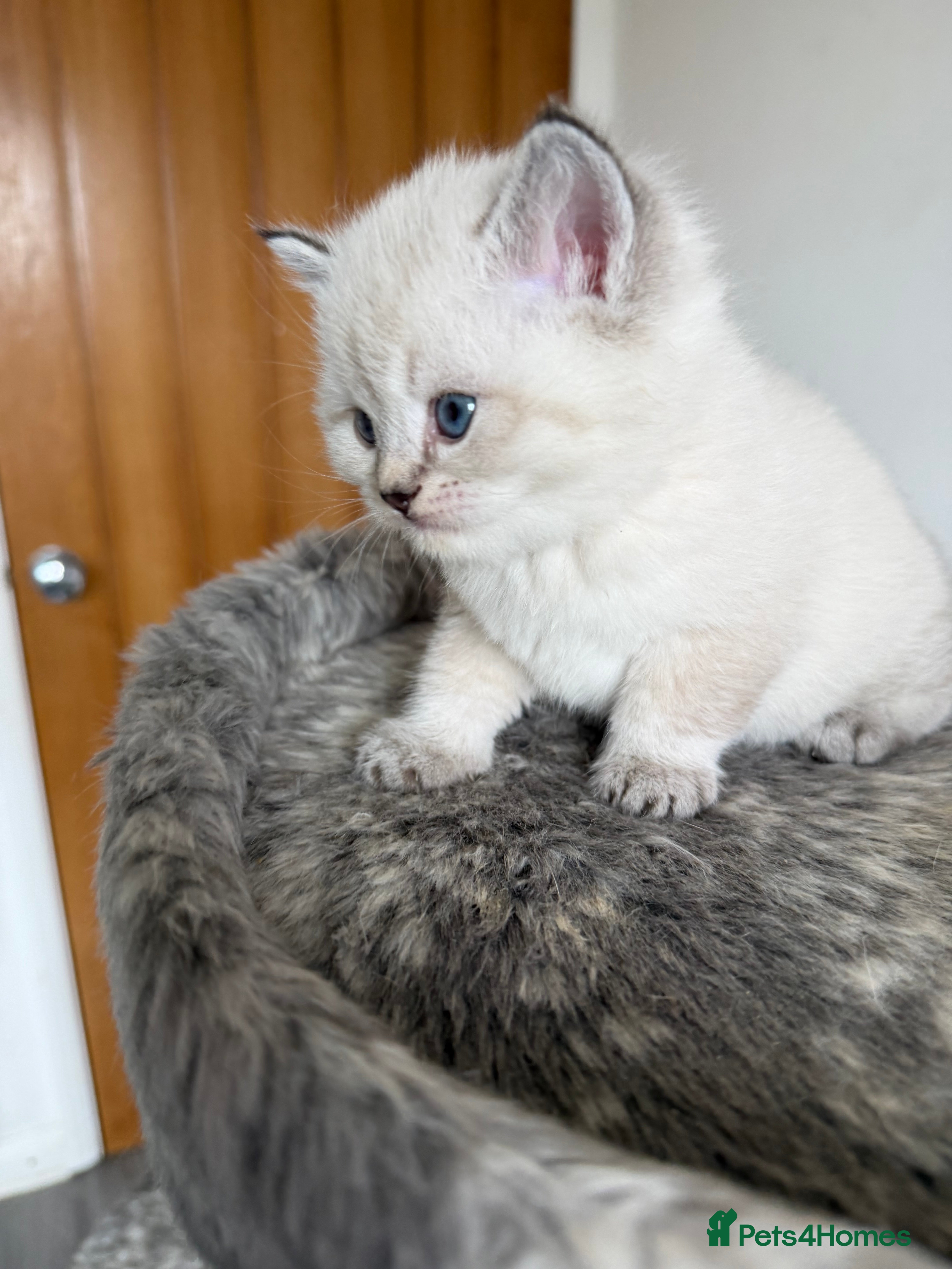 Scottish Fold cats Fabulous Scottish Fold Kittens  - Advert 2