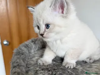 Scottish Fold cats Fabulous Scottish Fold Kittens - Advert 4