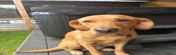 Labrador Retriever dogs for sale: Fox red lab puppies looking for forever homes - Advert 14