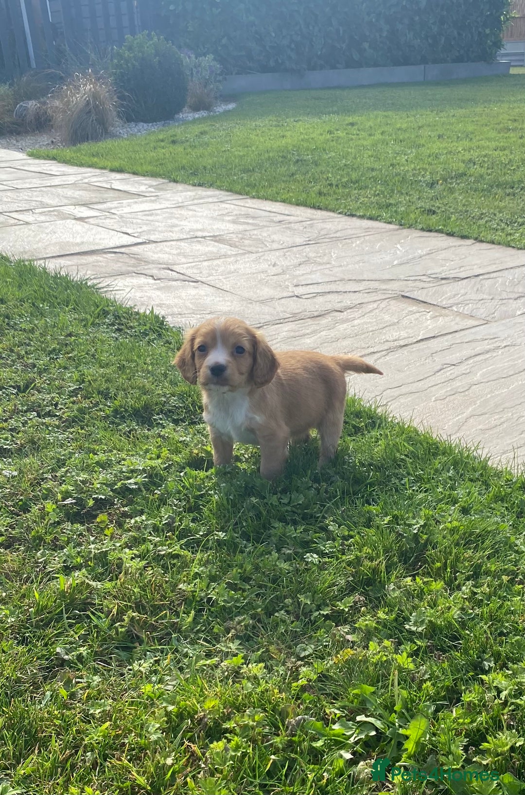 Cocker Spaniel dogs for sale: Cocker spaniel - Image 10
