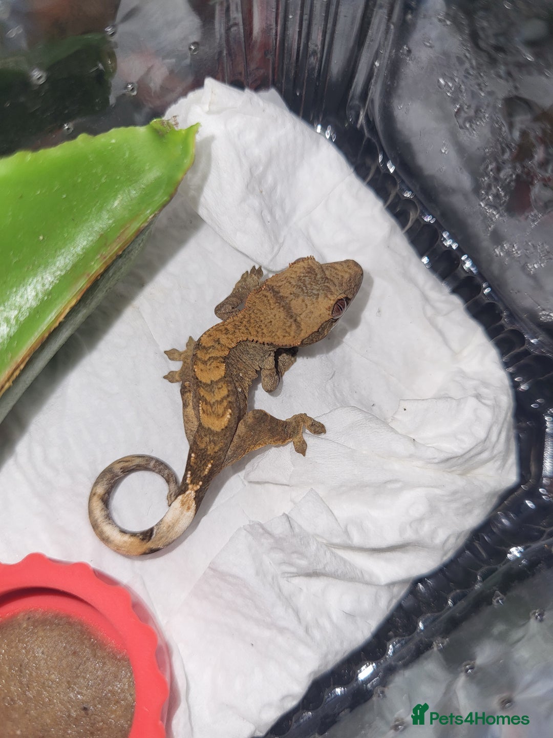 Gecko reptiles for sale: Unsexed Baby Crested Geckos - Advert 6