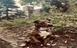 Mixed Breed dogs for sale: 8 week old pups - Image 4