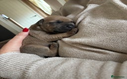 Staffordshire Bull Terrier dogs for sale: Blue staffy pups (mum is champion bred kc) - Image 17