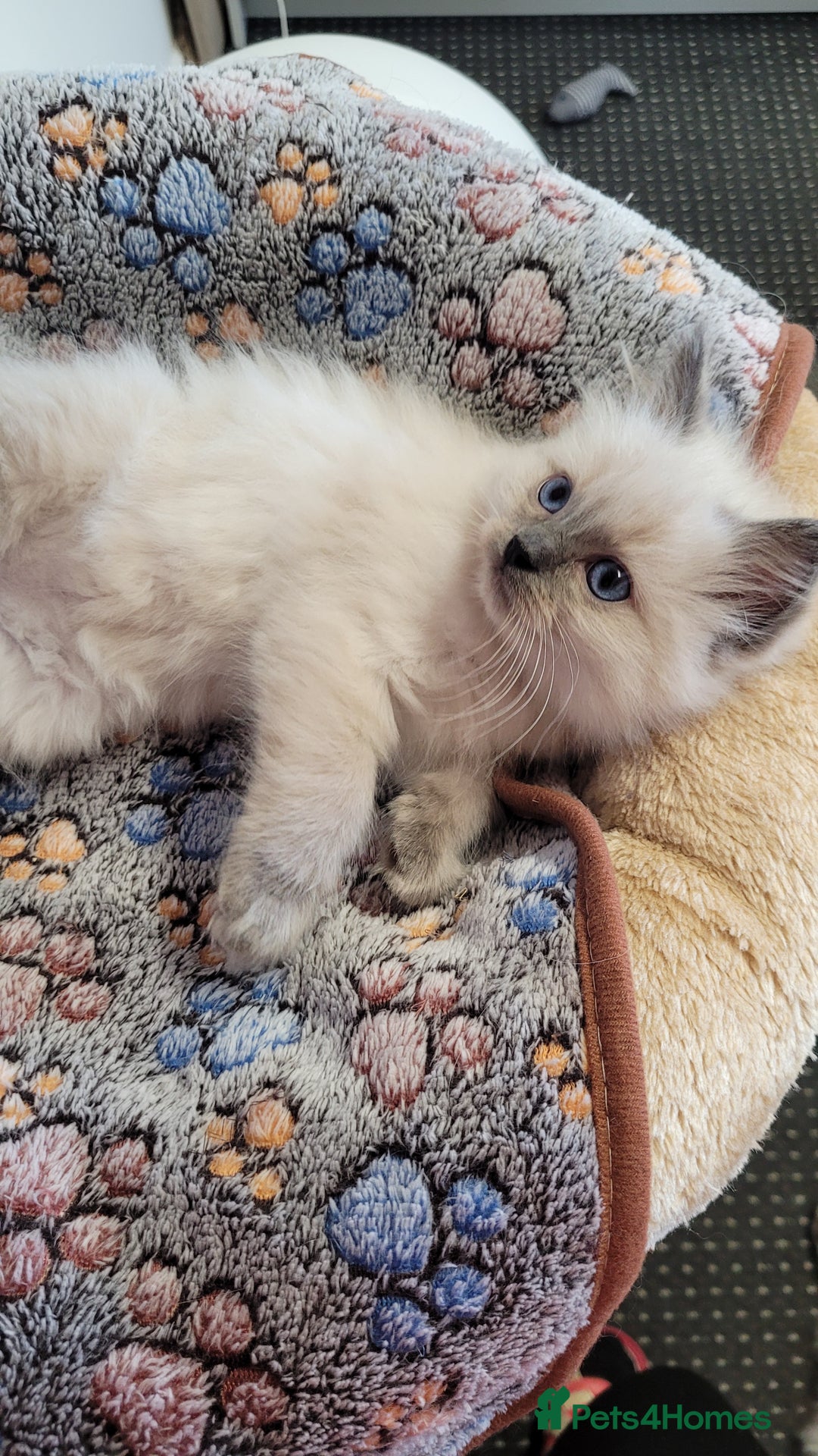 Ragdoll cats for sale: 🐾😺 3 Fluffy Ragdoll Kittens Waiting for You ♥♥♥ - Image 16