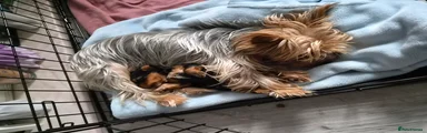 Yorkshire Terrier 1