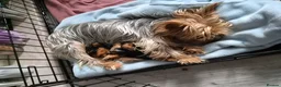 Yorkshire Terrier dogs for sale: male yorkshire terrior pup in Bradford - Advert 2