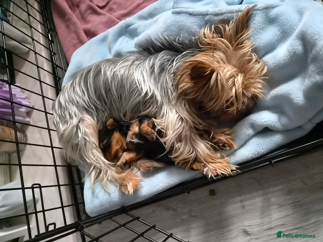 Yorkshire Terrier dogs for sale: male yorkshire terrior pup in Bradford - Advert 2