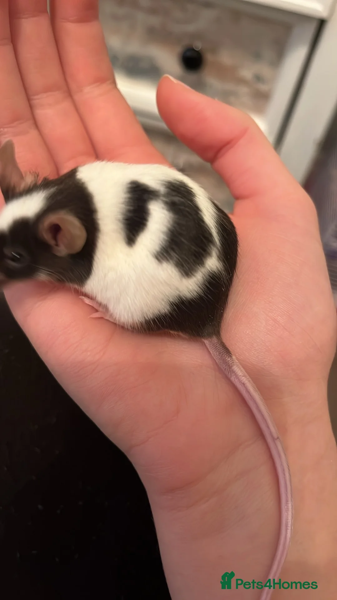 Mouse rodents for sale: Baby fancy mice waiting list  - Advert 5