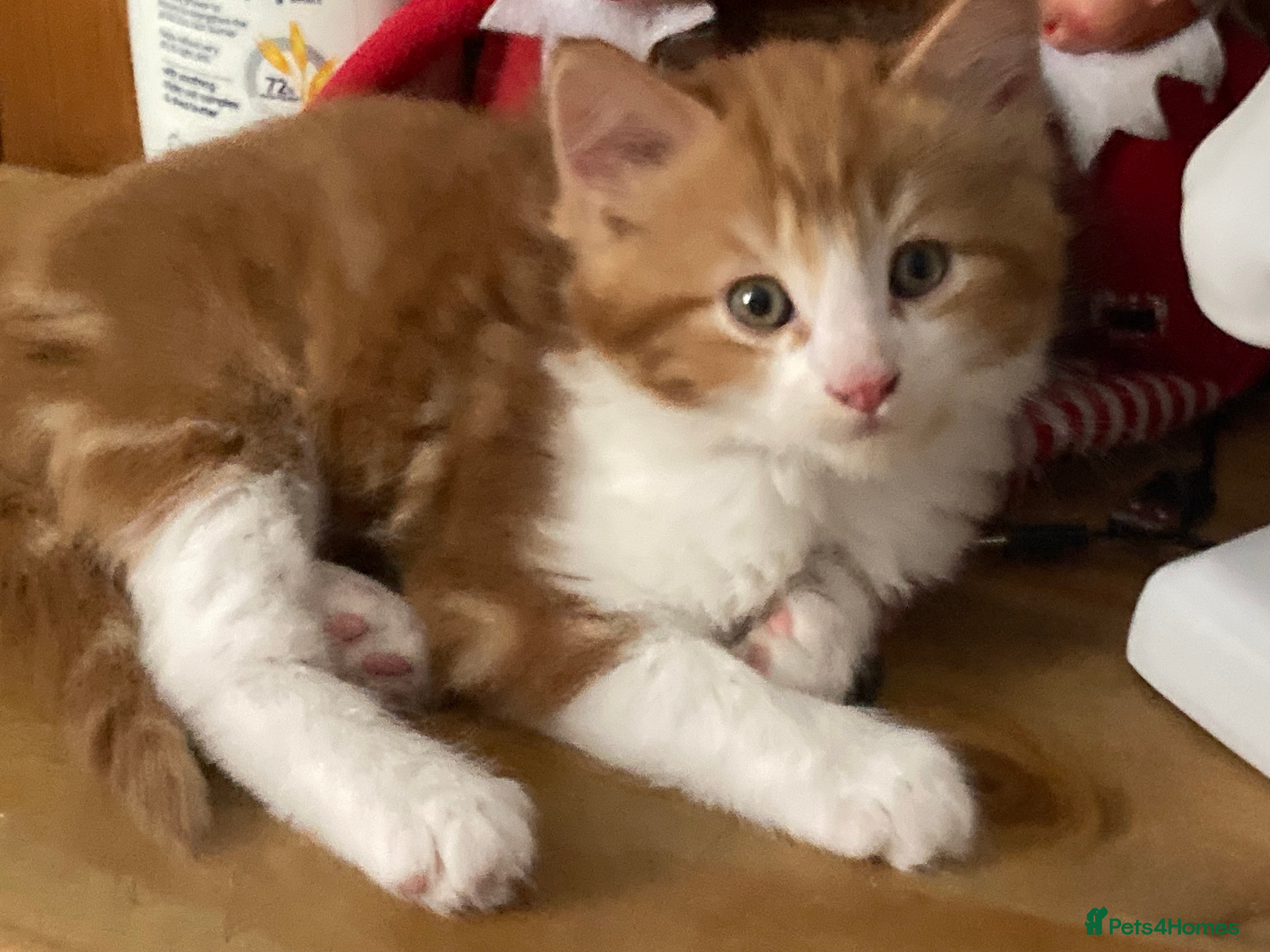 Mixed Breed cats Lovely kittens for sale  - Advert 2