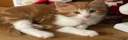 Mixed Breed cats for sale: Lovely kittens for sale  - Advert 2