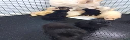 German Shepherd dogs for sale: Health tested long coat  German shepherd puppies in Sheffield - Advert 3